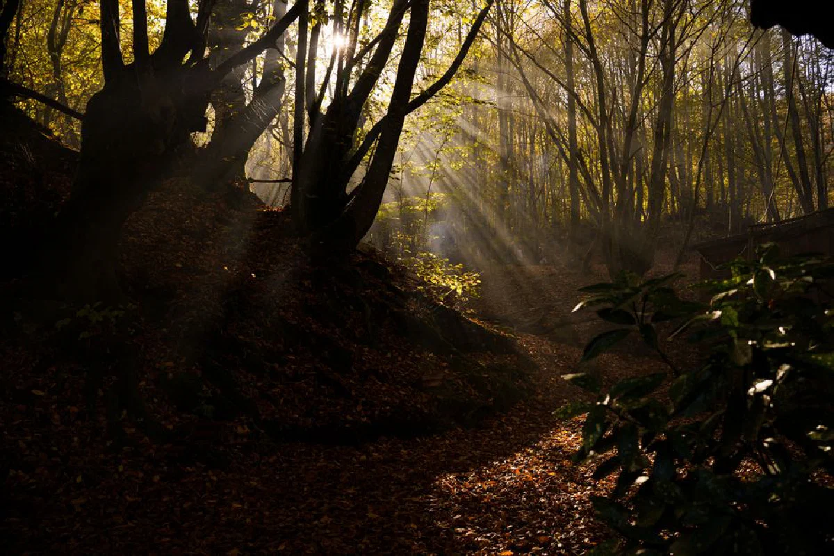 Sunlight filters through trees on a foggy autumn forest path, creating a mystical atmosphere.