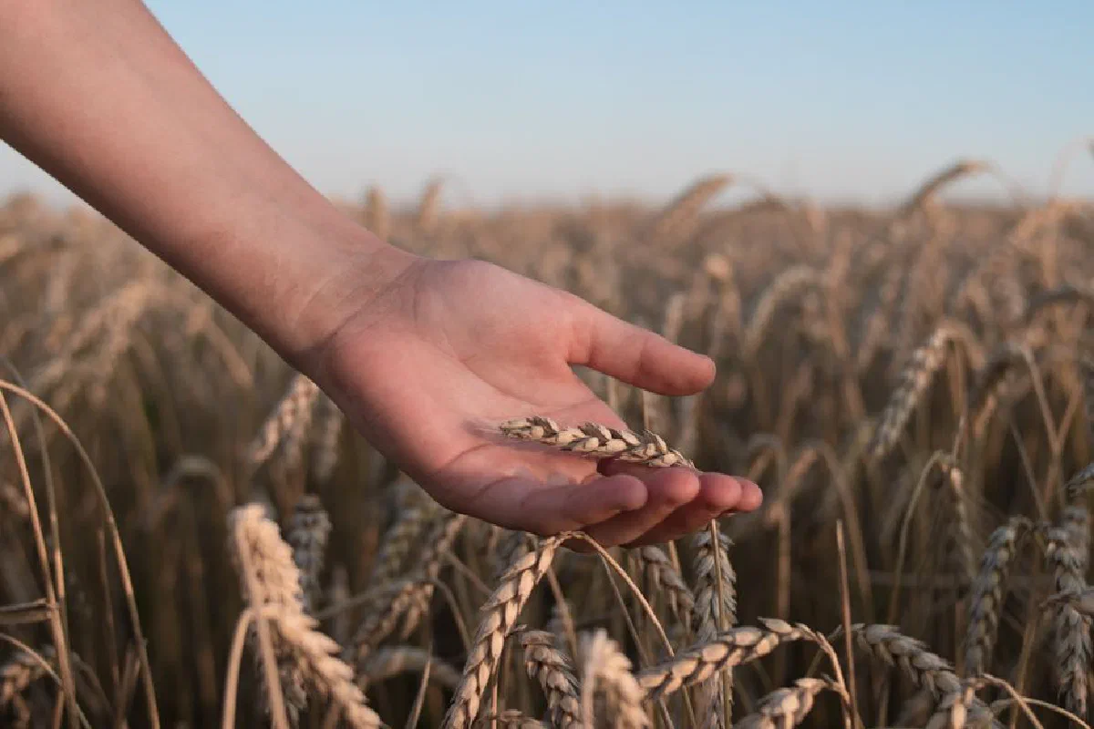 A person's hand gently holds wheat in a golden field under a clear sky.