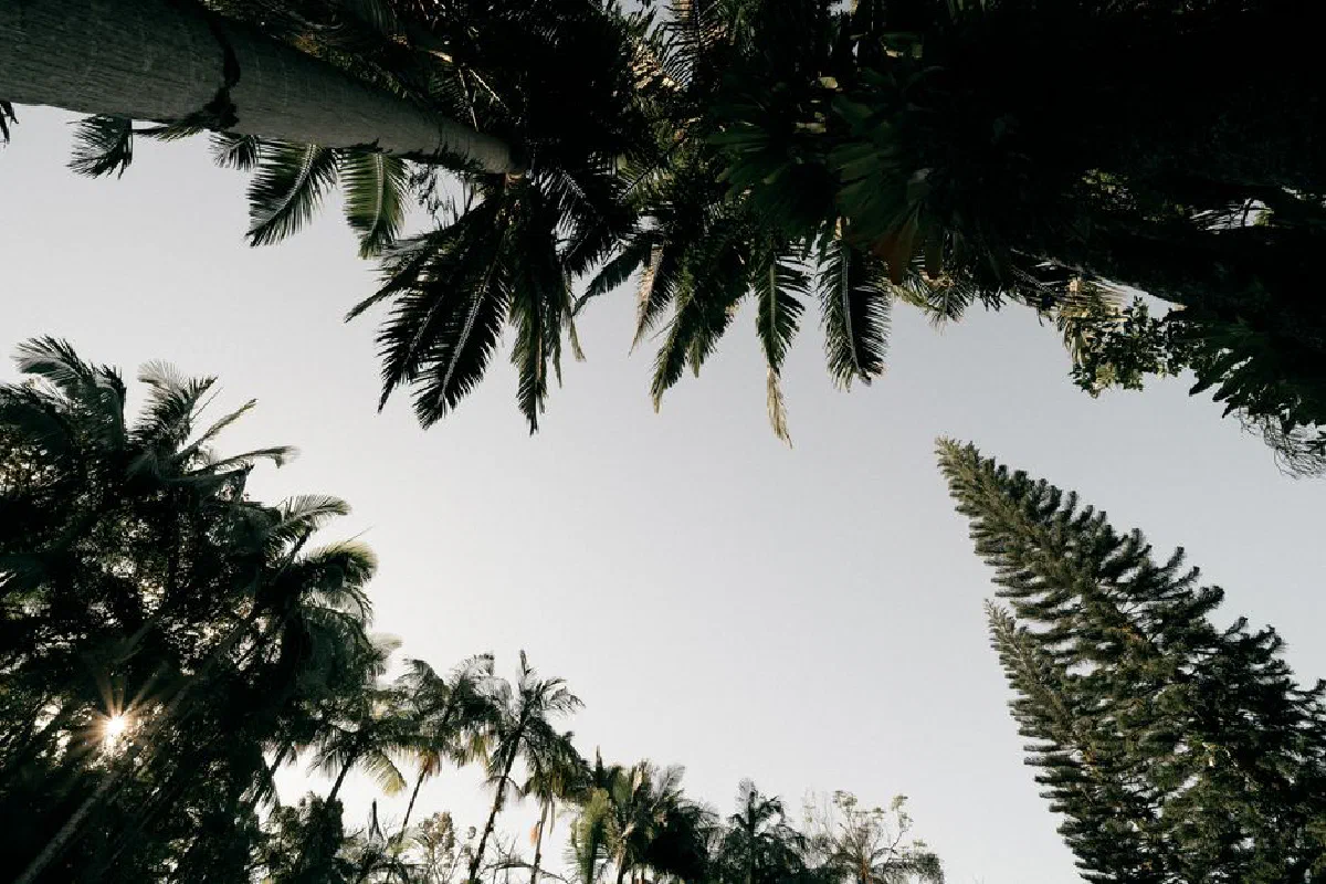 Looking up at tall palm trees with a sun flare against a clear sky.