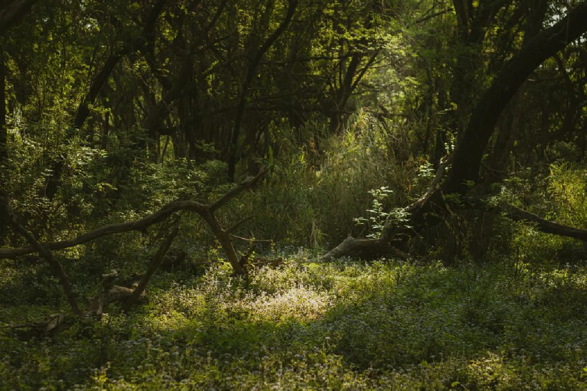 Peaceful green forest clearing with sunlit foliage and serene atmosphere.