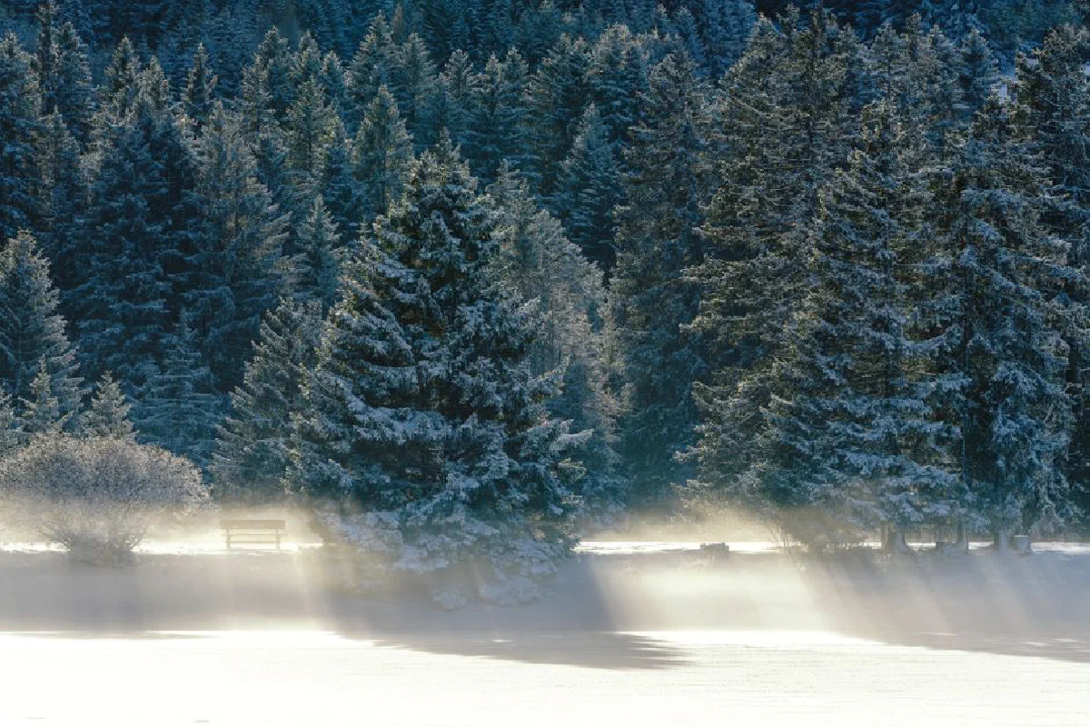 A captivating winter scene of a sunlit forest with conifers covered in snow, casting shadows on the ground.