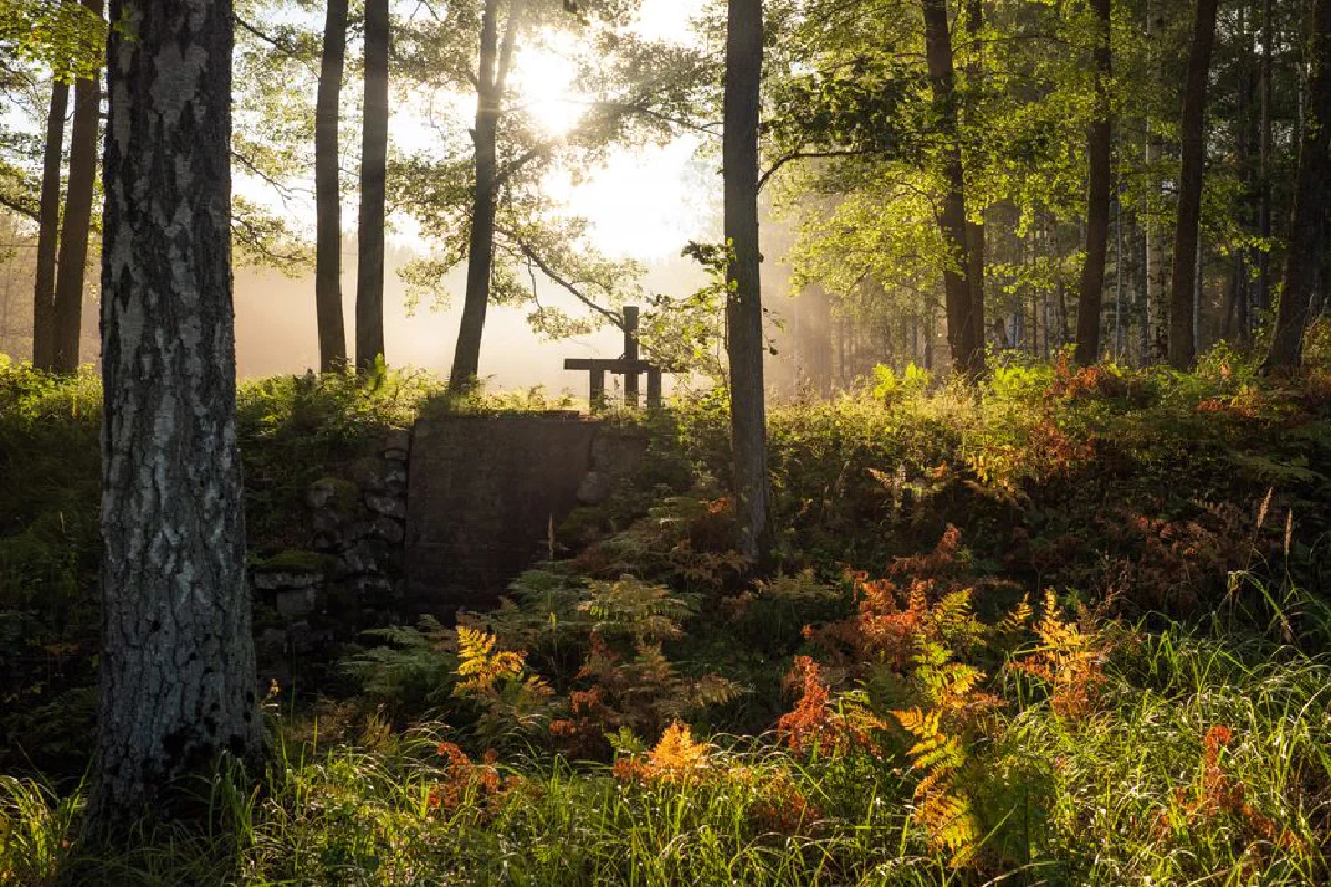 Beautiful autumn forest scene with sunlight streaming through trees and vibrant ferns.