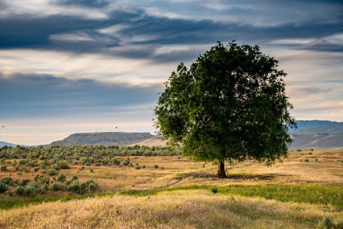Peaceful rural scene with a lone tree under a vast sky, perfect for nature enthusiasts.