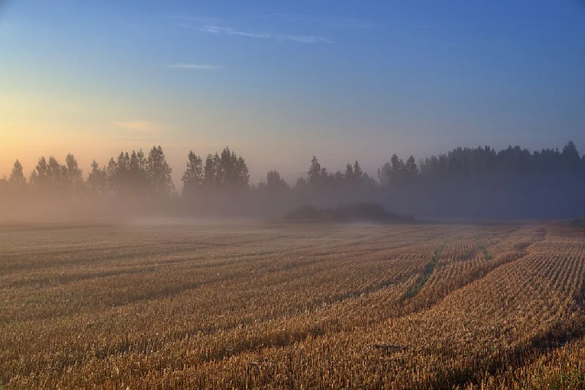 Serene misty cornfield landscape with sunrise hues casting an earthy glow over the countryside.