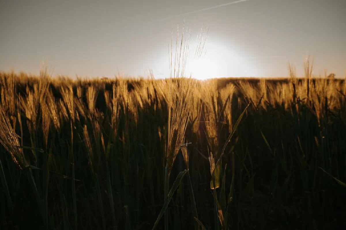 A serene golden field at sunset with the sun illuminating the tall grasses, creating a tranquil nature scene.