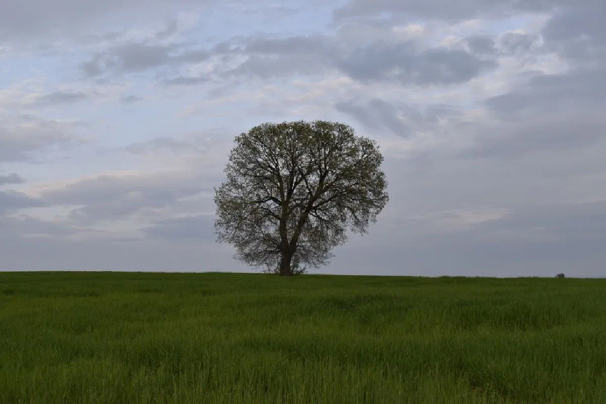 A lone tree stands in a tranquil green field under a cloudy sky, symbolizing solitude and calmness.