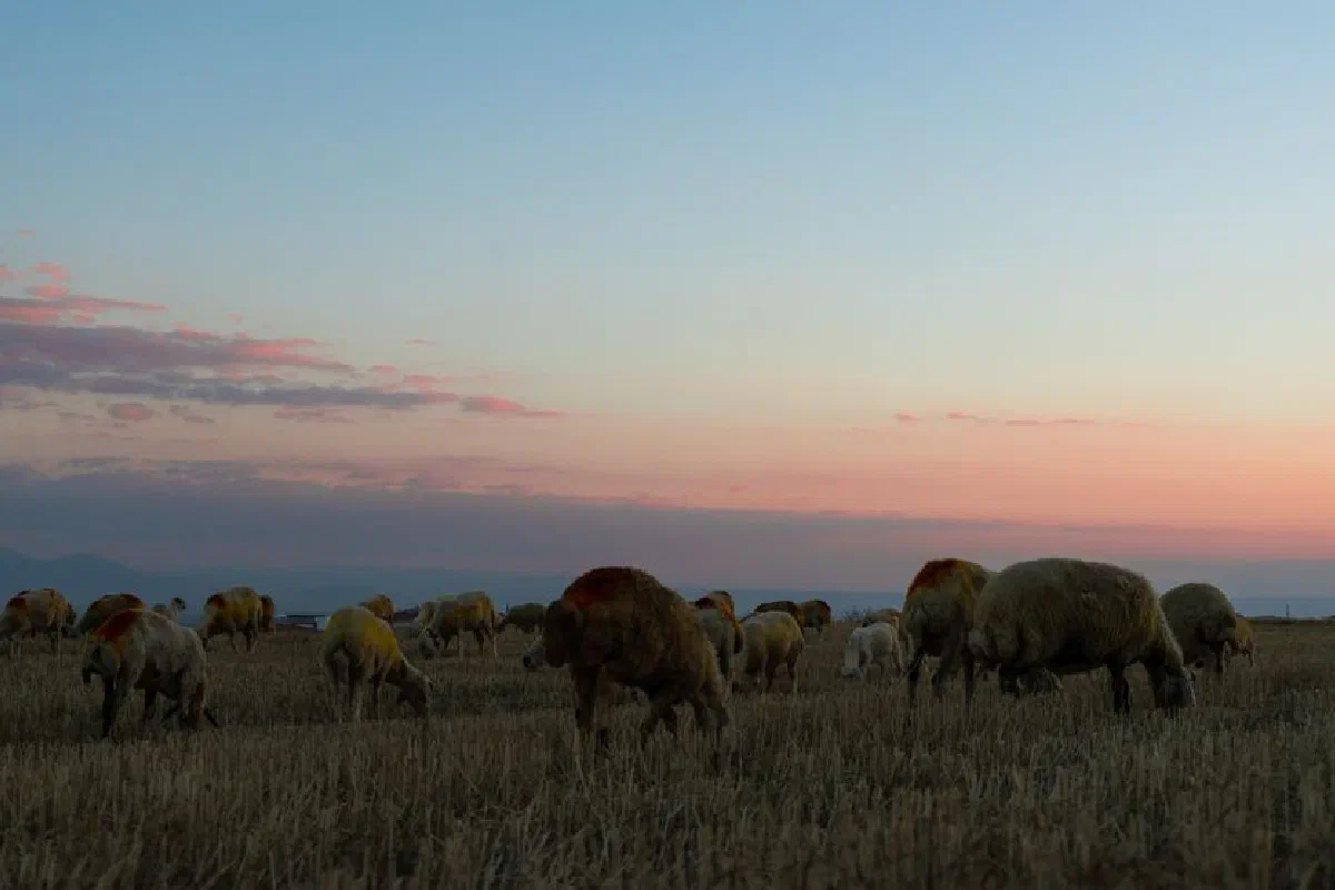 A peaceful evening scene of sheep grazing under the colorful sunset sky in rural Kayseri, Türkiye.