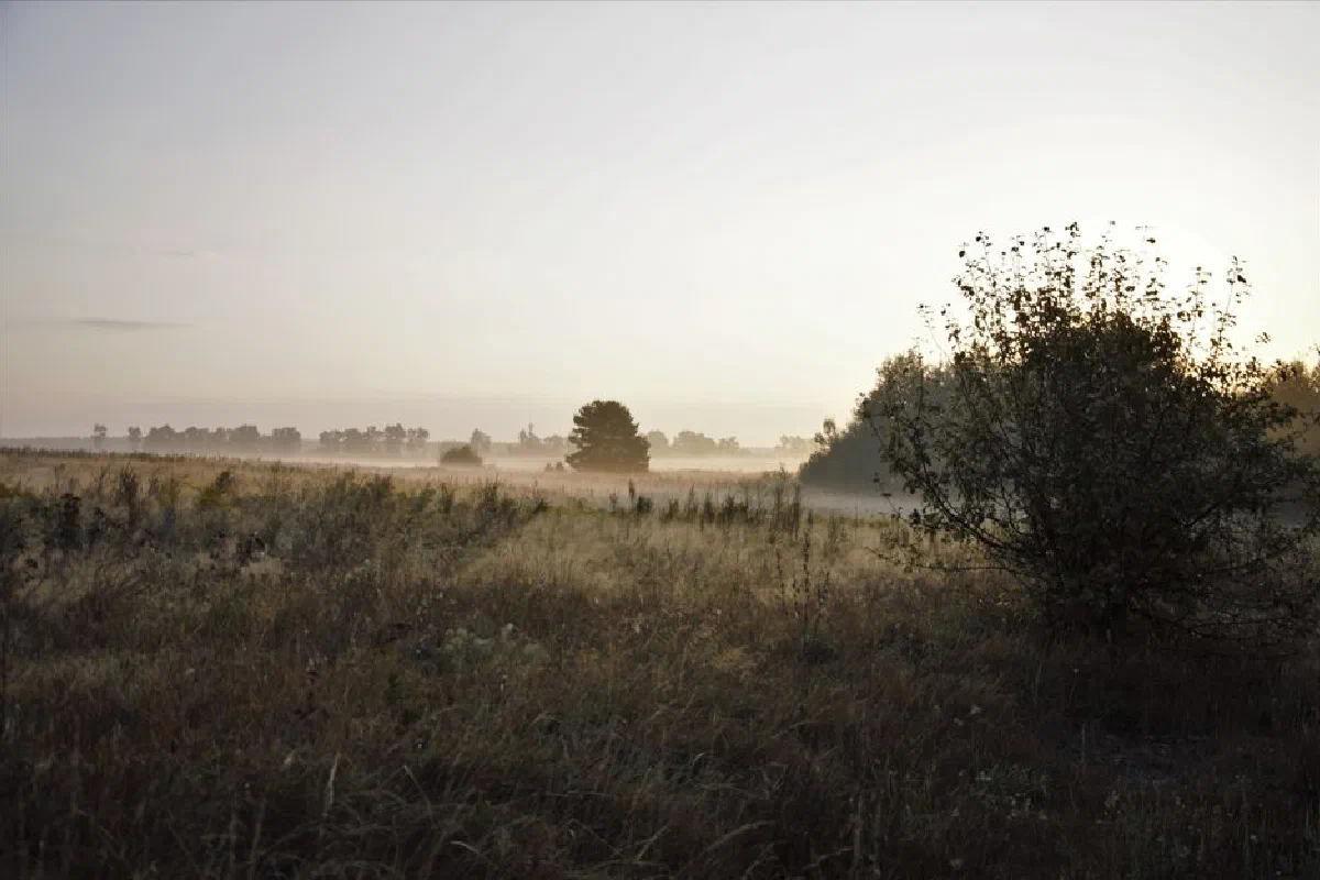 Idyllic misty field with trees at sunrise, creating a calm and peaceful ambiance.