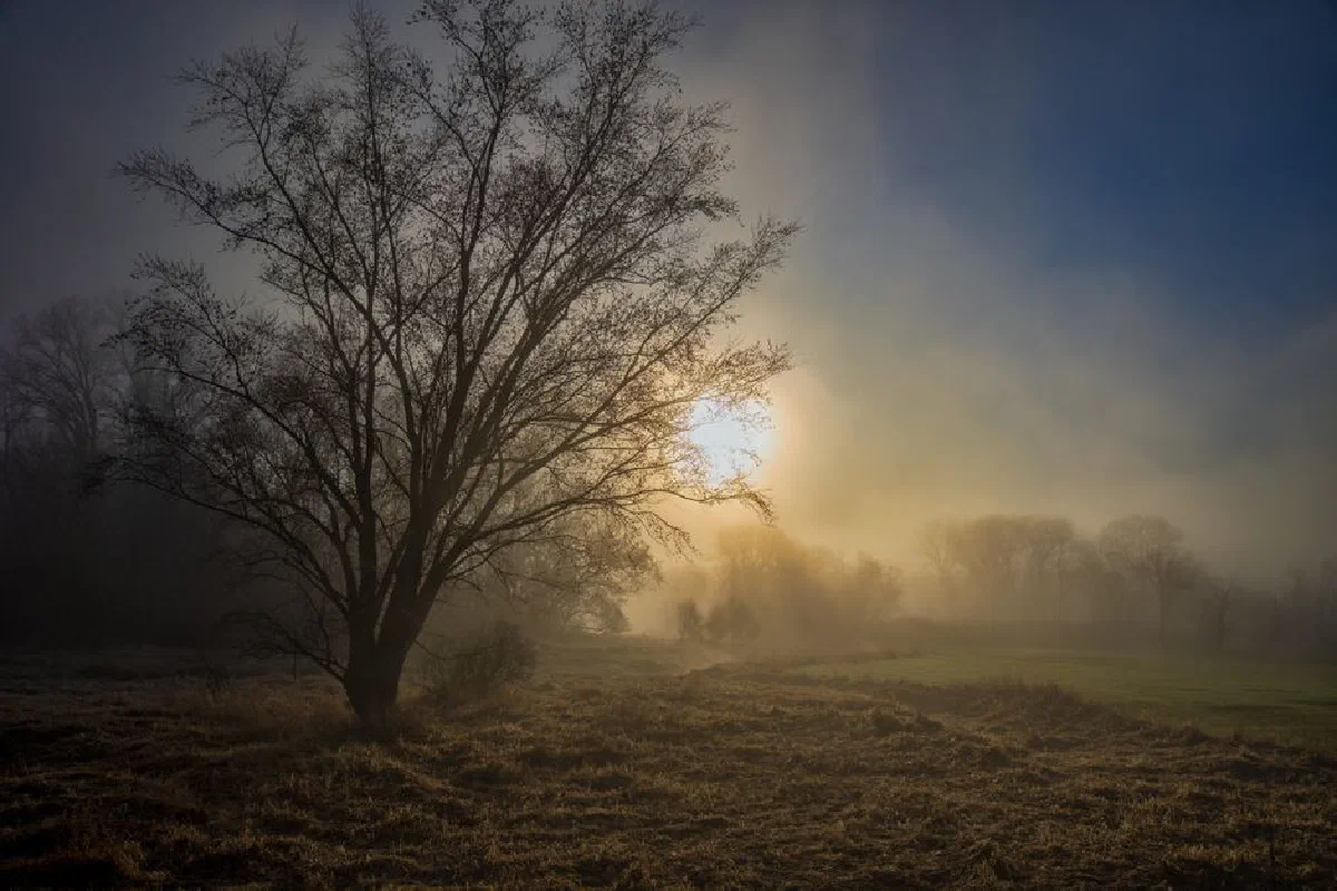 A serene misty sunrise landscape in Weaver, Minnesota with silhouetted trees.