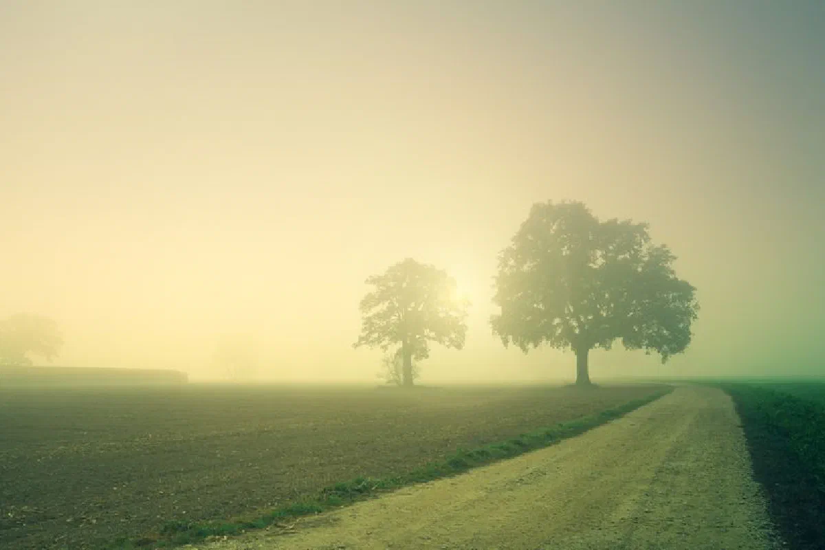A tranquil countryside scene with a foggy sunrise over a dirt road and trees.