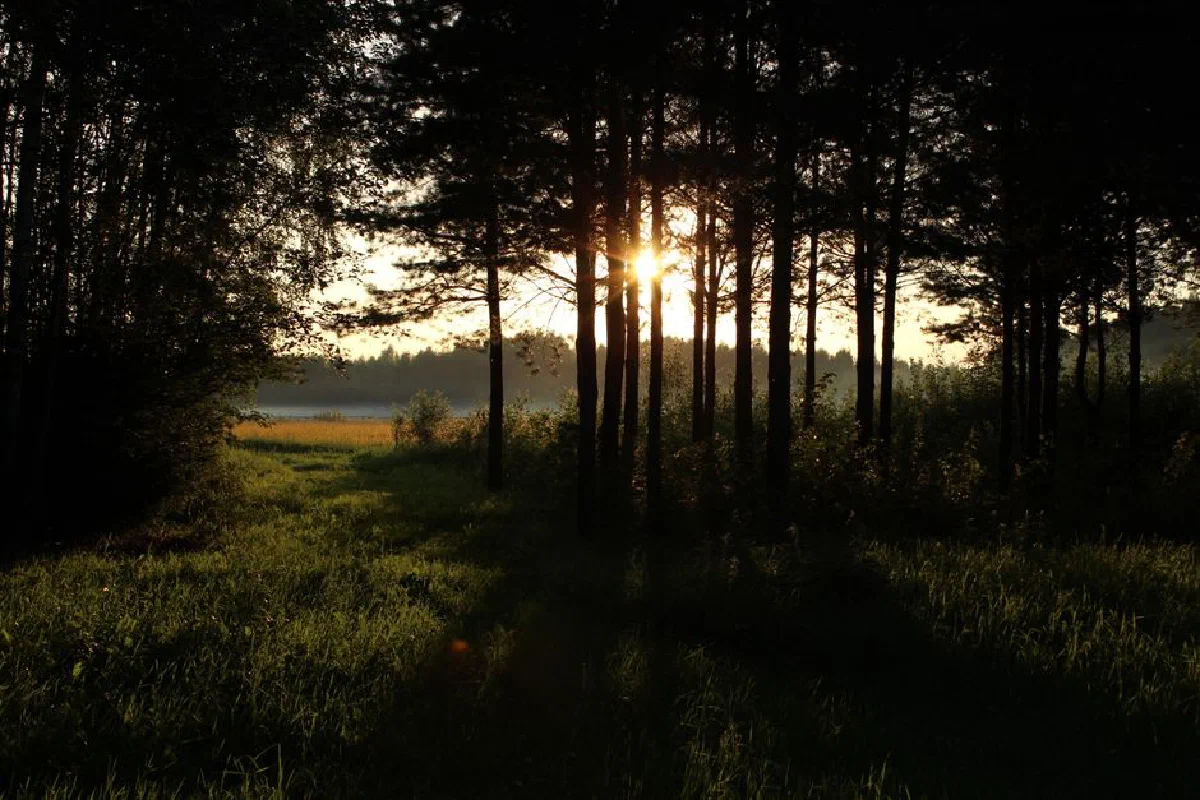 Beautiful forest scene at sunset with sunlight filtering through trees, casting shadows on the grass.