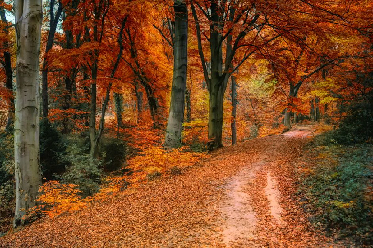 Stunning autumn scenery of a forest pathway with vivid orange leaves and tranquil surroundings.