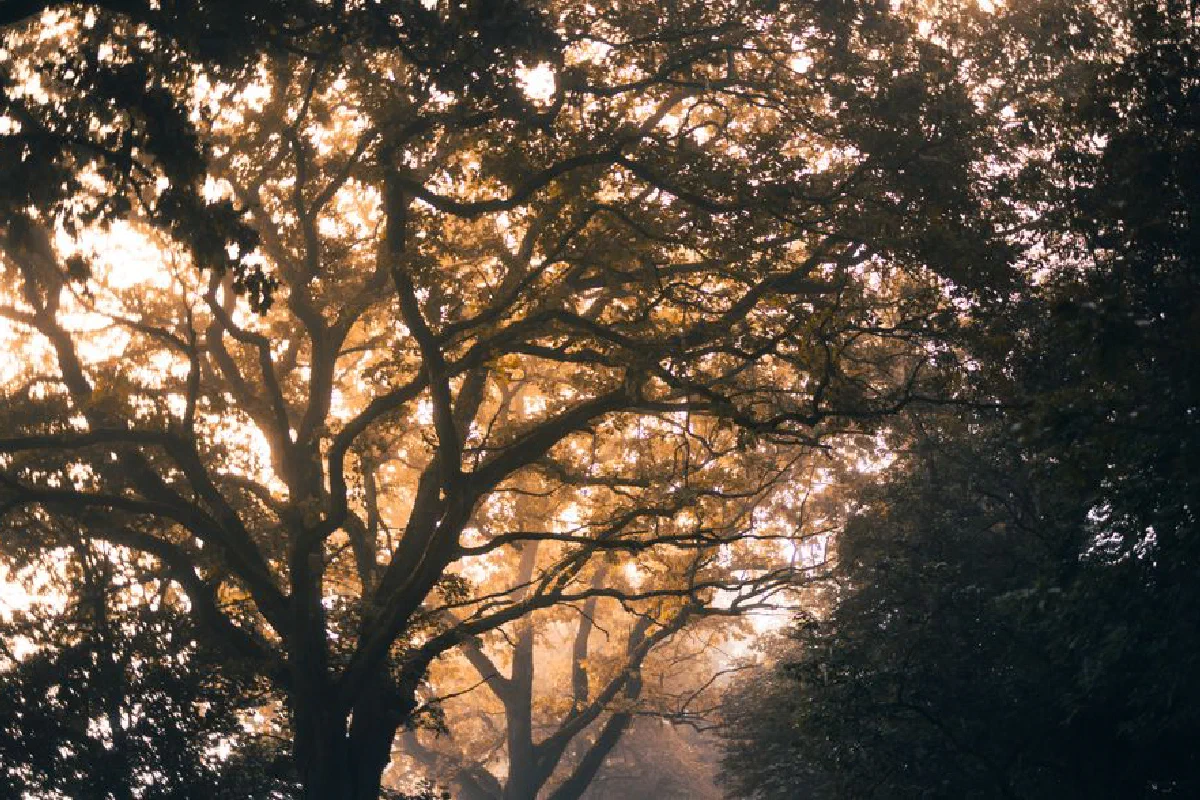 Golden sunlight filters through a dense forest canopy, highlighting intricate tree branches.