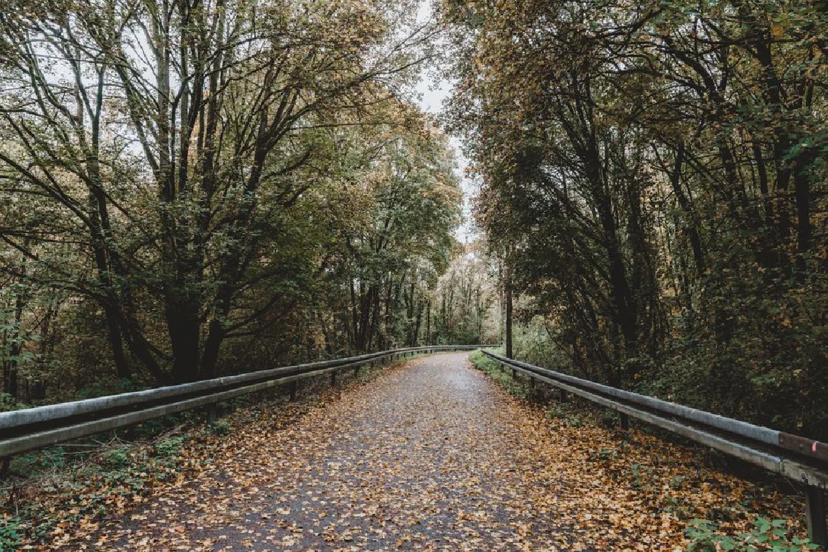 A tranquil rural road covered with fall leaves bending through a lush forest on an overcast autumn day.