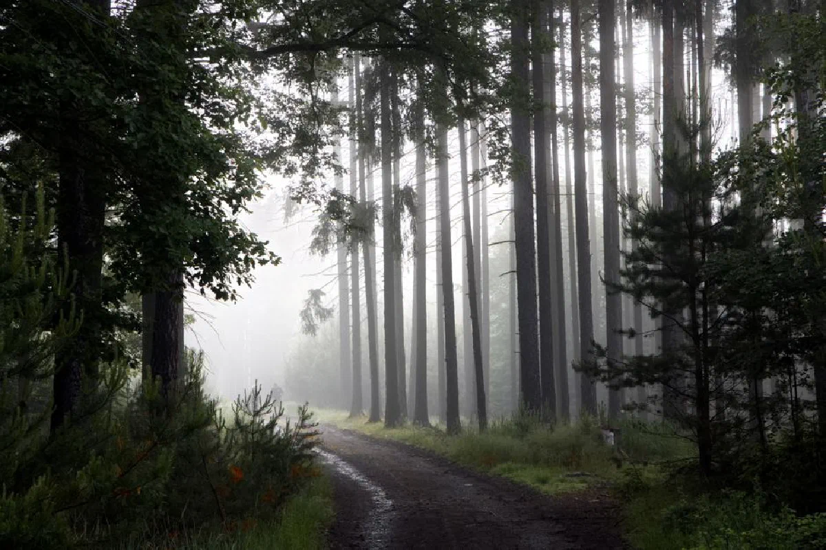 A serene forest path enveloped in fog and sunlight, creating a tranquil natural landscape.