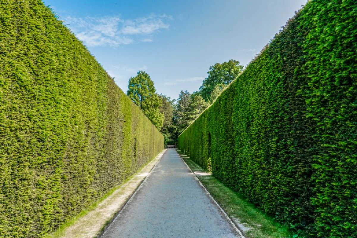 Sunlit park pathway with towering green hedges creating a serene, natural alley.