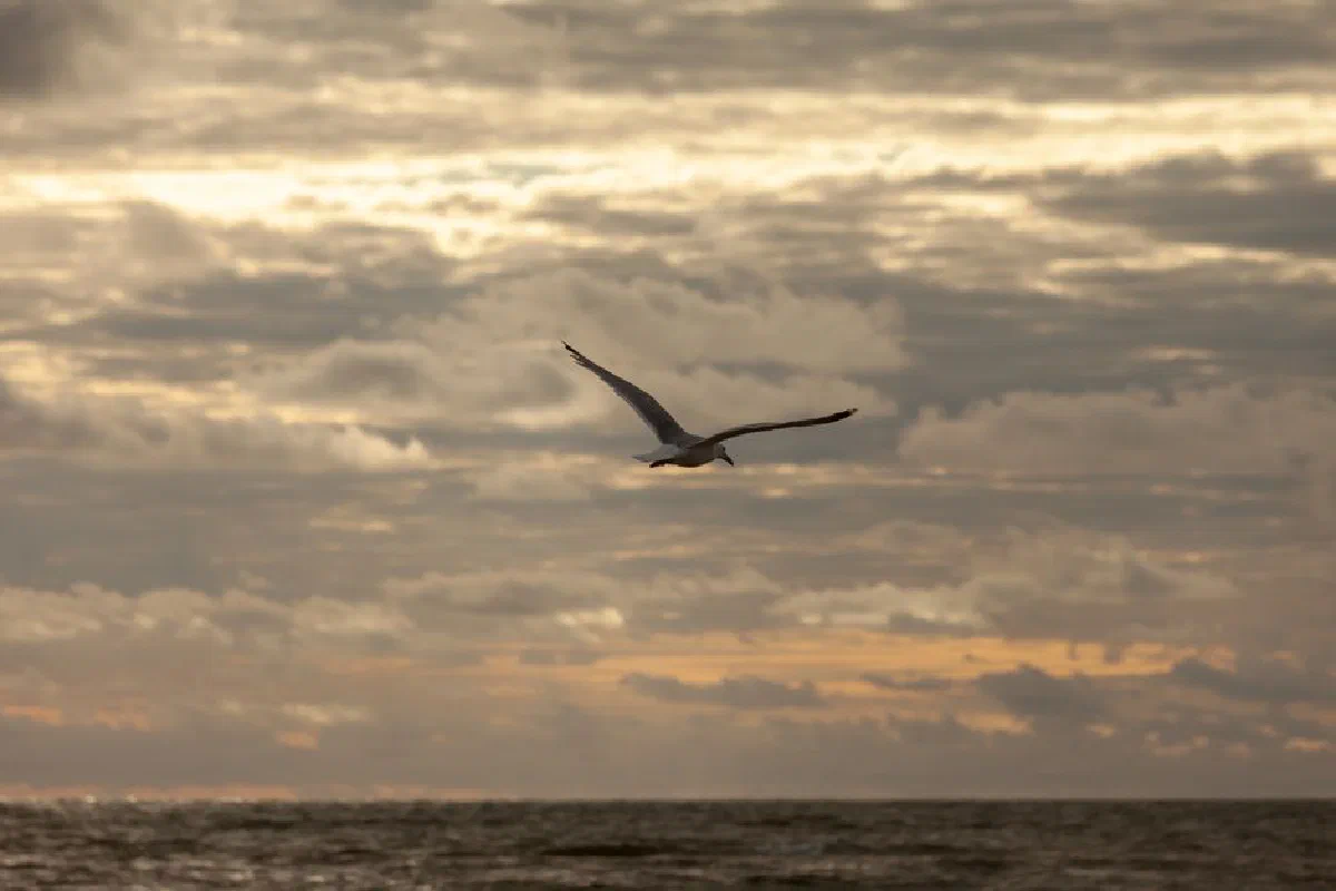 A lone seagull gracefully soars over the sea at Hvide Sande, Denmark, with a cloudy sky backdrop.
