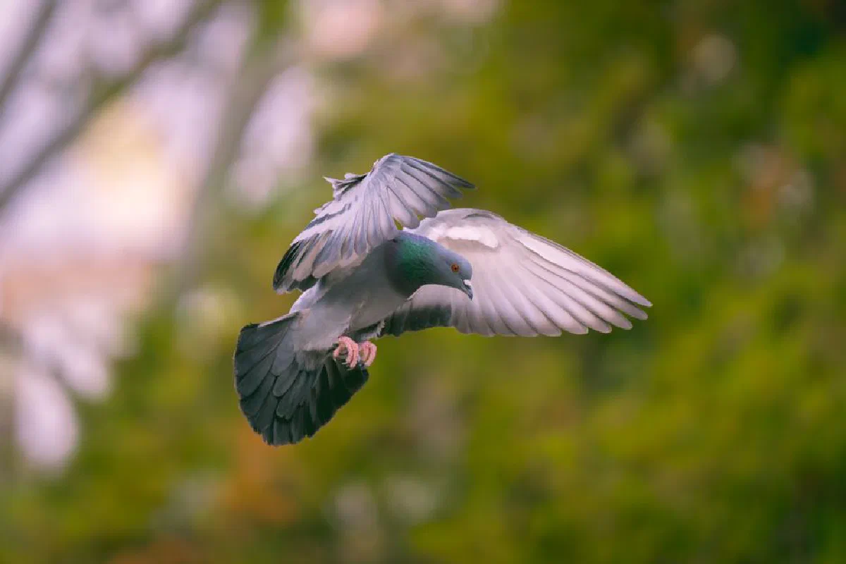 Close-up of a pigeon in flight with open wings against a blurred green background.