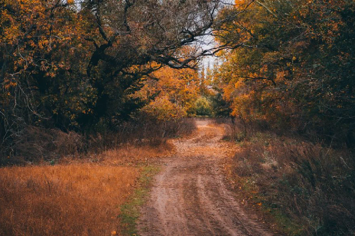 A tranquil dirt path winds through a beautiful, colorful autumn forest.