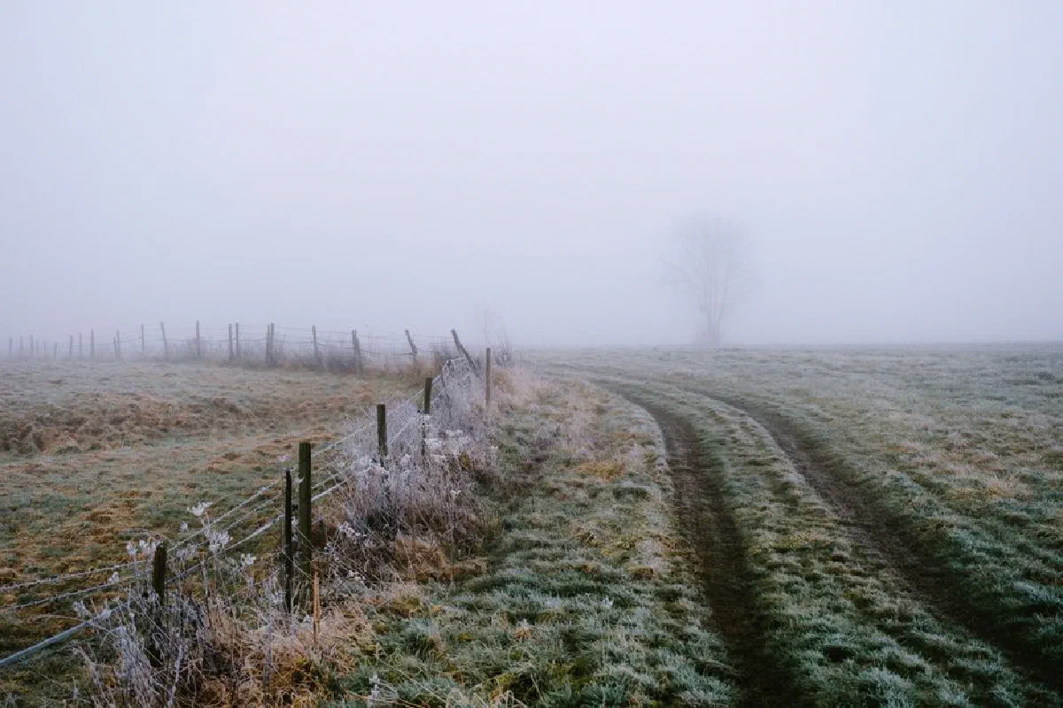 Serene winter landscape featuring a frosted fence and misty dirt road under dense fog.