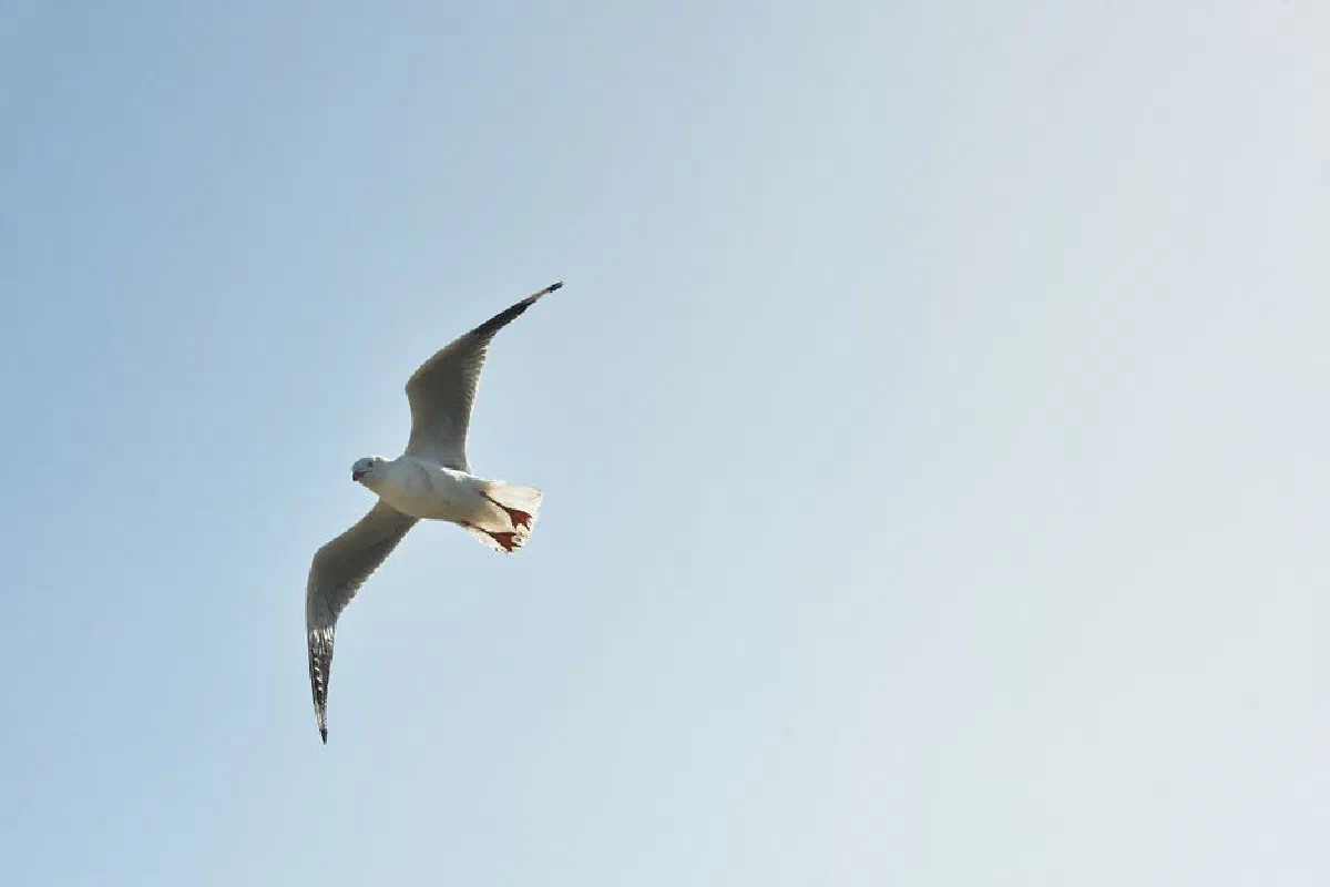 A lone seagull soaring gracefully through a clear blue sky, embodying freedom and tranquility.