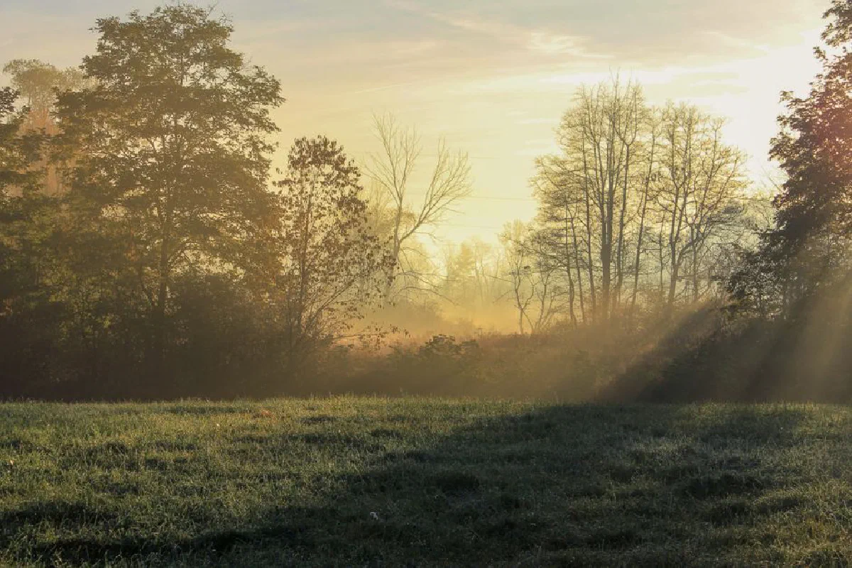 Enjoy a tranquil sunrise with sunrays piercing through misty trees over a grassy field in the countryside.
