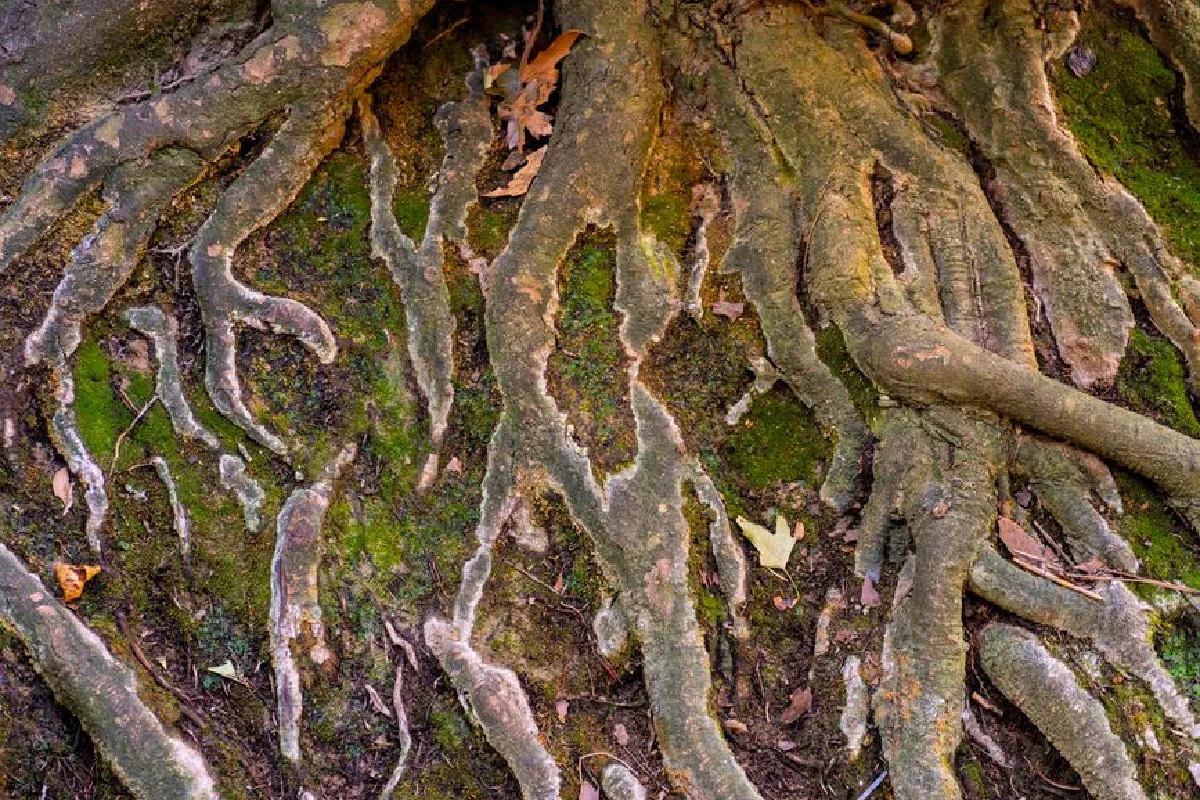 Close-up of tree roots with moss in a woodland setting, depicting nature's intricate textures.