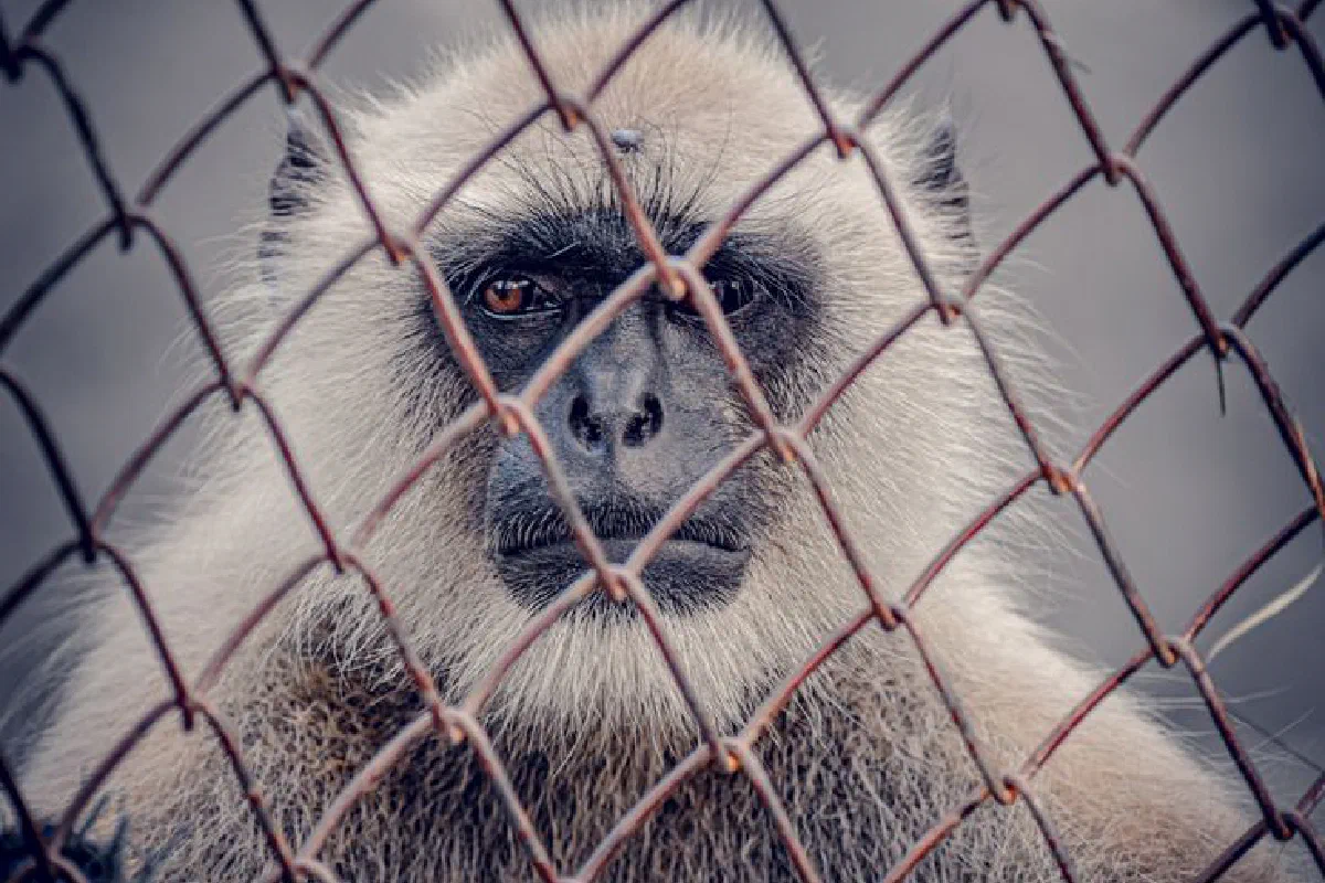 Close-up of a langur monkey behind a wire fence, capturing its expressive face in detail.