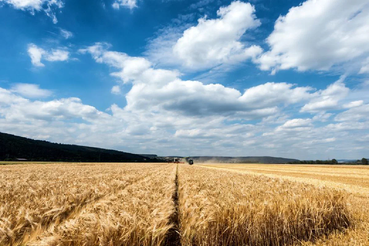 A combine harvester works in a golden wheat field under a vast blue sky.
