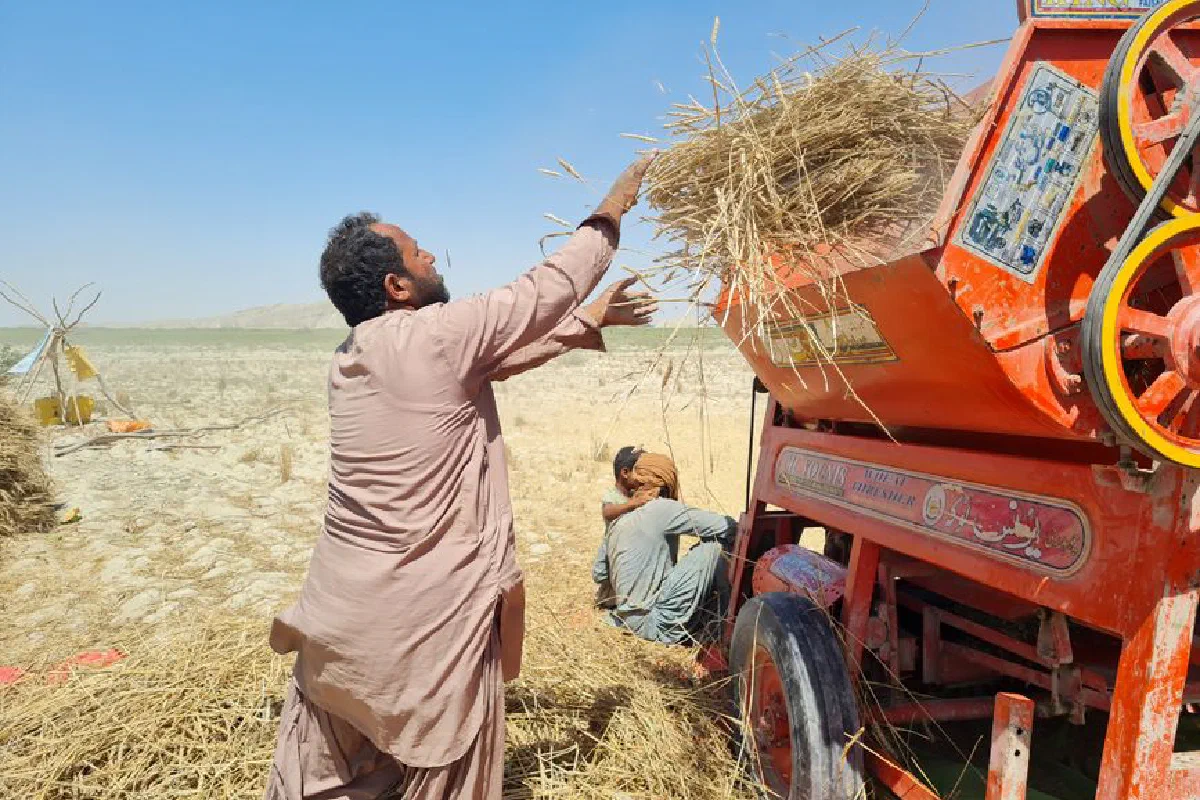 Farmer loading wheat into a traditional thresher on a sunny day in the field.