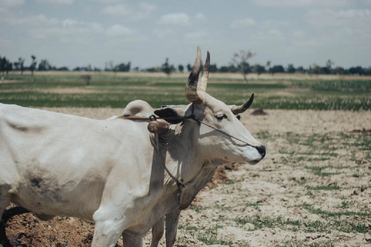 A white ox stands in a vast field under a blue sky, showcasing rural serenity.
