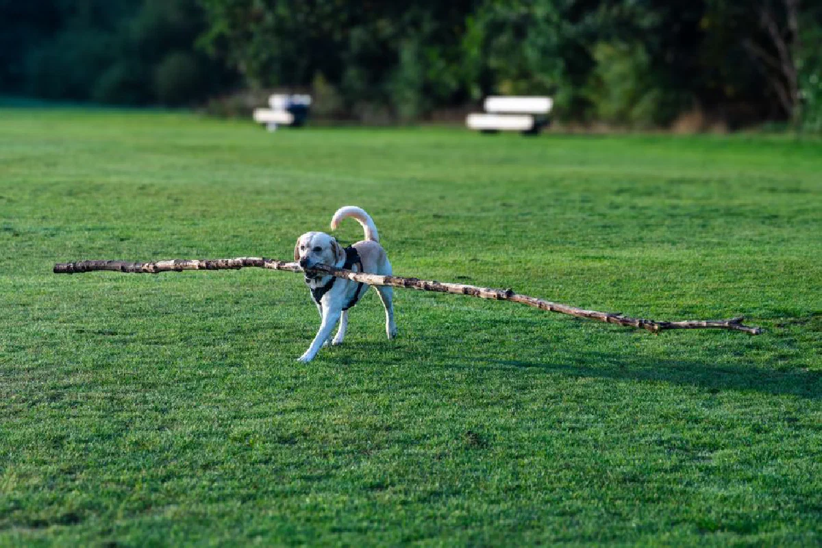 Labrador Retriever joyfully carrying a big stick in an open green park.