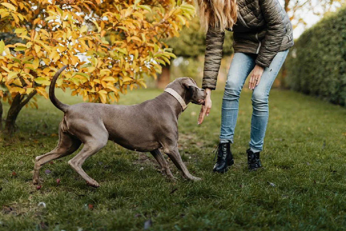 A woman interacts playfully with her Weimaraner in a park surrounded by vivid autumn foliage.