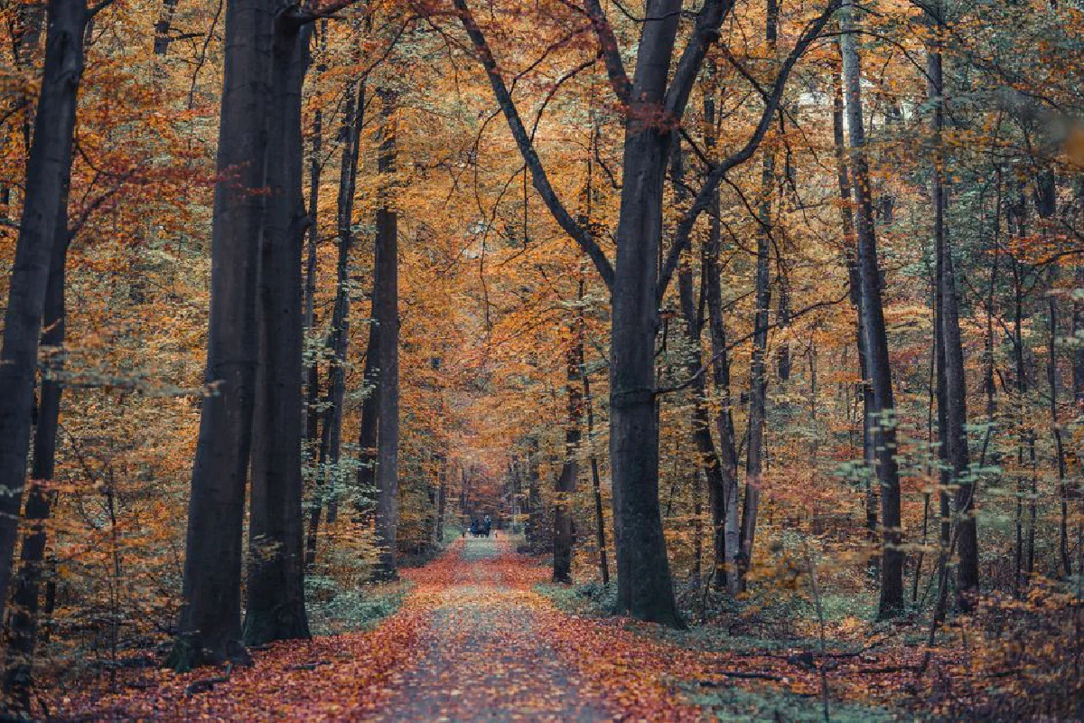 Stunning autumn forest with vibrant leaves lining a peaceful path, perfect for a serene walk.