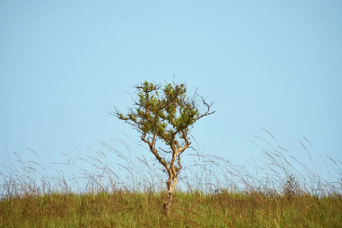 A solitary tree stands on a grassy hill under a clear blue sky, evoking peaceful solitude.