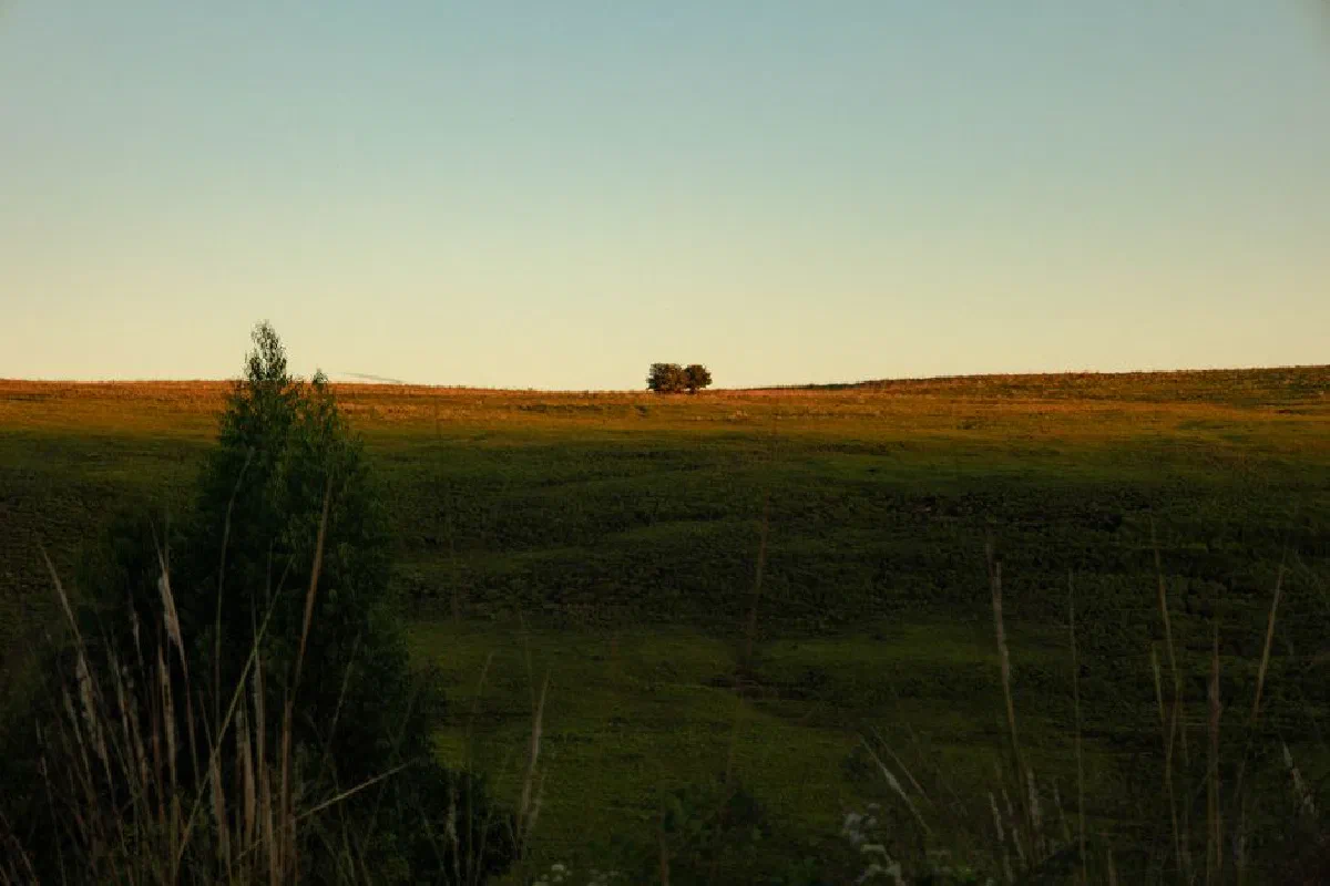 A serene view of the countryside during sunset with grasslands and a single tree.