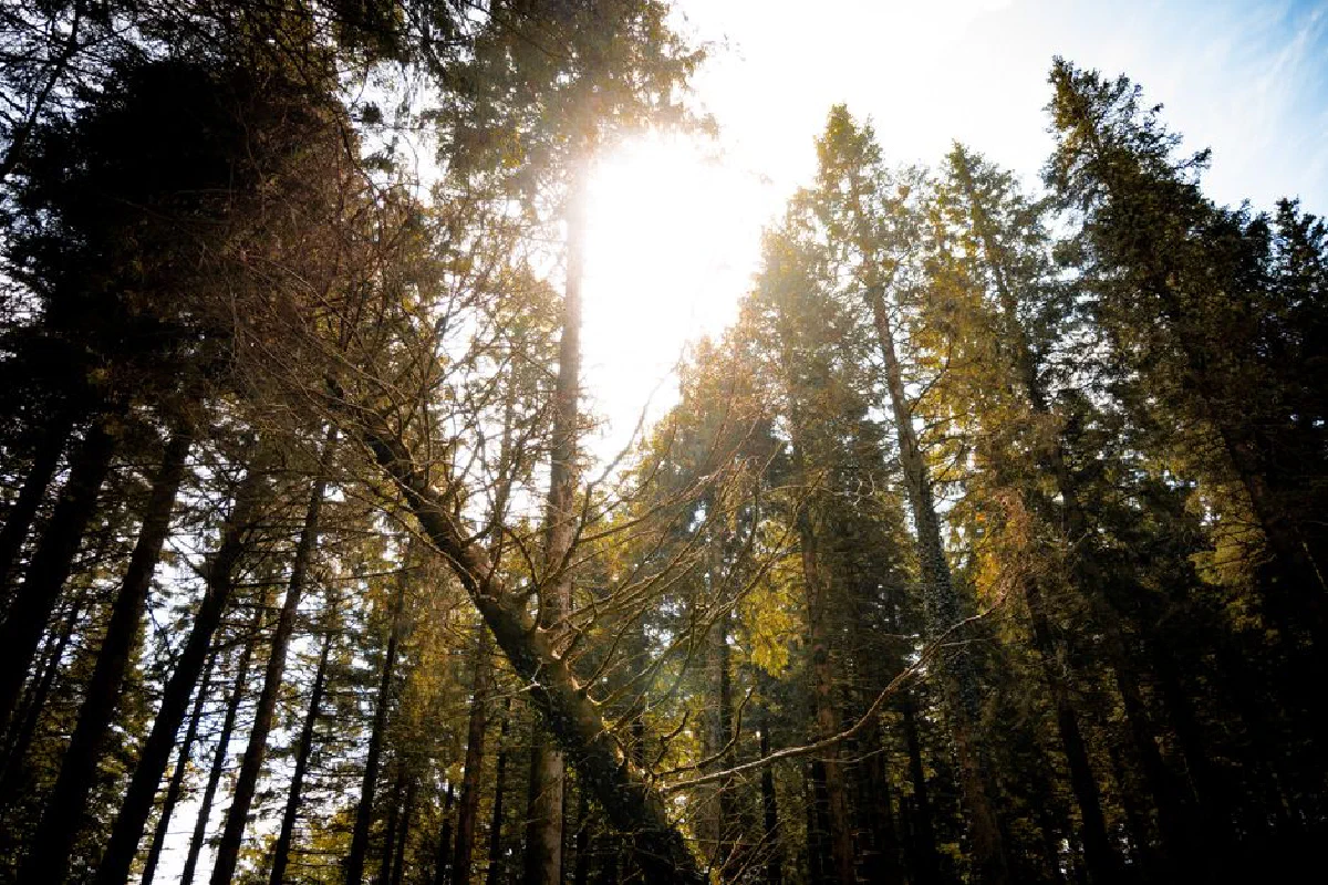 A captivating view of the sun shining through towering trees in a serene forest setting.