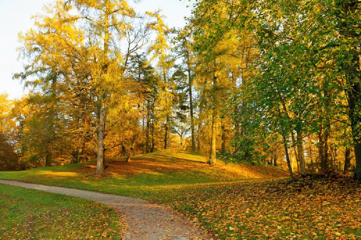A serene autumn forest scene with sunlit trees and a winding path of fallen leaves.