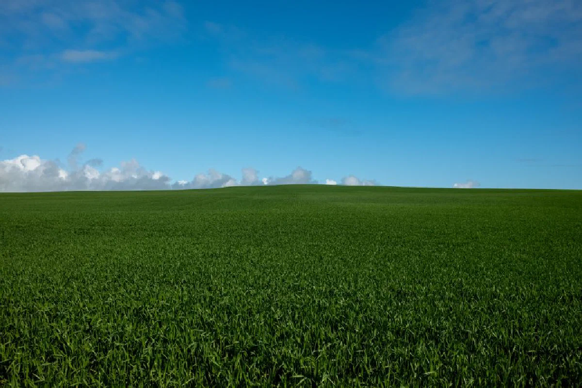 A serene South Australian landscape showcasing a vast green field and clear blue sky.
