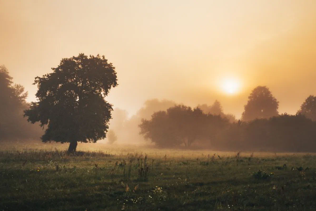 Tranquil foggy meadow scene with trees at sunrise, showcasing nature's beauty.
