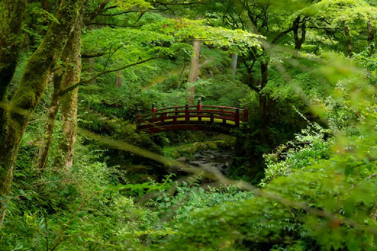 A peaceful red bridge spans a tranquil stream in a vibrant green forest.