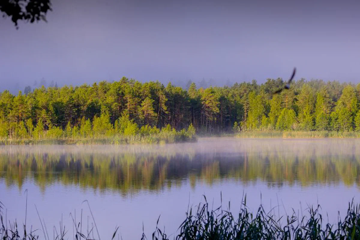 Tranquil misty morning scene of a lush green forest reflected in a still lake.