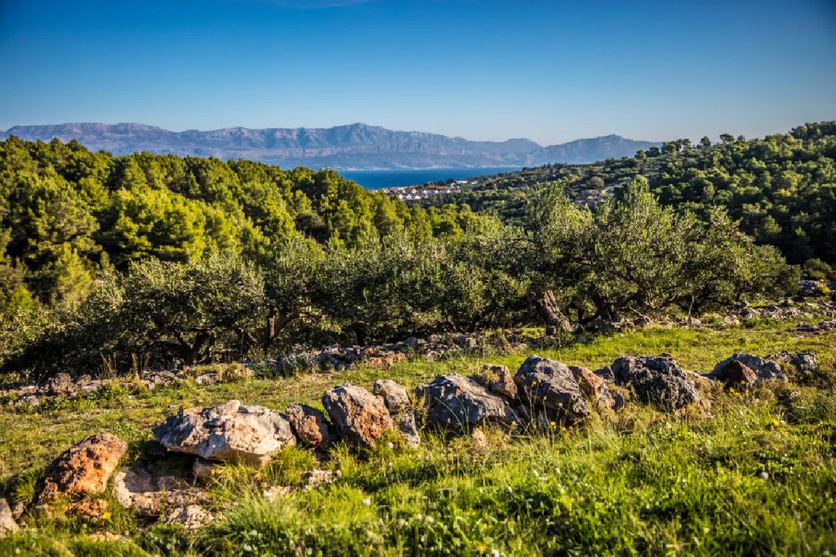 Explore a lush Croatian landscape with olive groves, rocky terrain, and distant sea view.