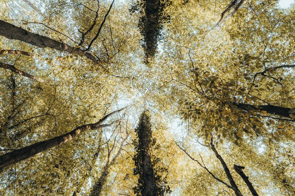 Looking up at a forest canopy, showcasing tall tree trunks and lush leaves.
