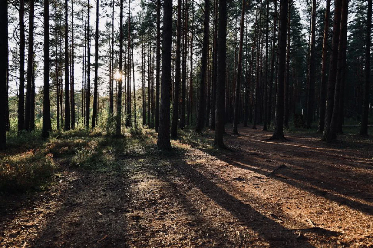 Sunlight filters through tall pine trees casting long shadows on the forest floor.