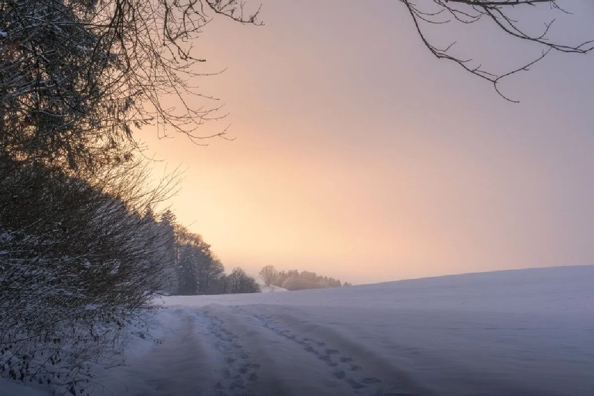 Tranquil winter scene with a snow-covered path and trees during sunrise, capturing nature's quiet beauty.