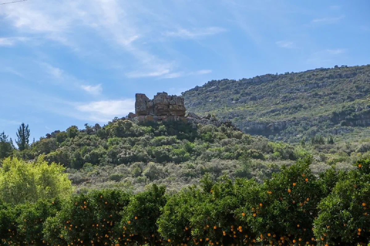 Picturesque view of a citrus grove against a hilly landscape in Citrusdal, South Africa, with a clear blue sky.