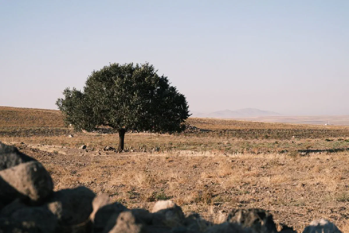 A solitary tree stands in a dry, open field under a clear blue sky.