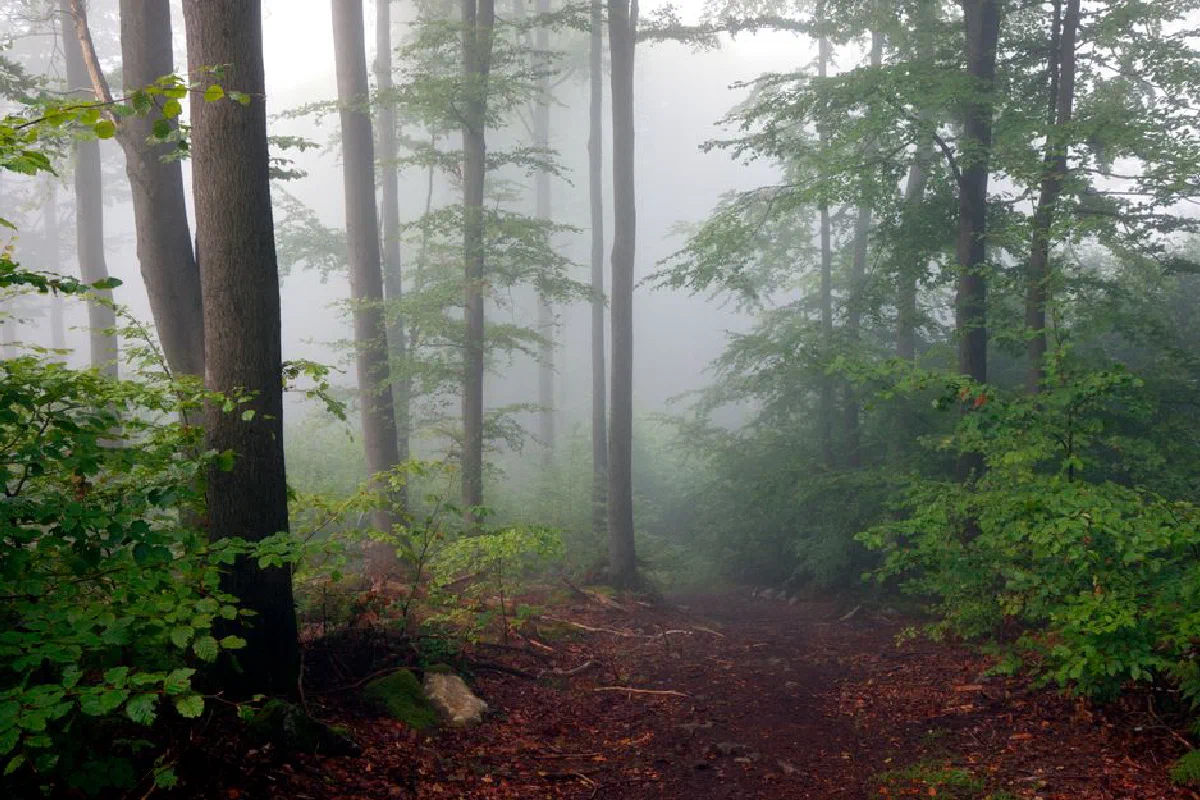 Serene misty forest trail surrounded by towering trees and dense fog.