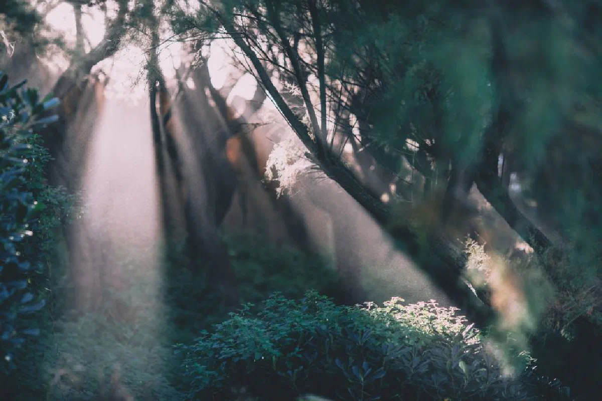 Low angle scenic view of green woods with high trees and shrubs illuminated by sunlight